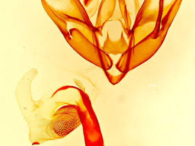 genitalia view of adult Tarache geminoculaFerris & Laf, 2009