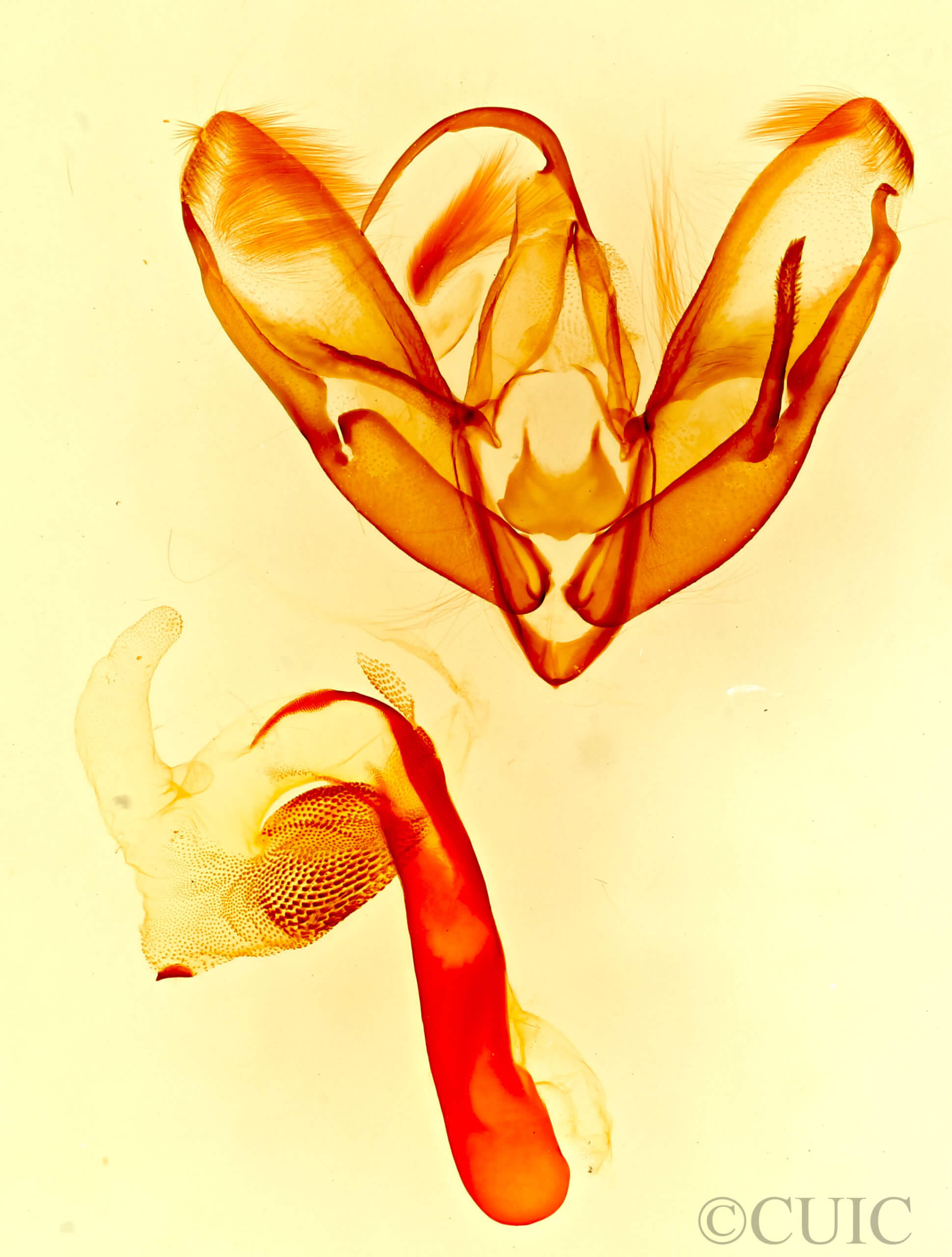 genitalia view of adult Tarache geminoculaFerris & Laf, 2009