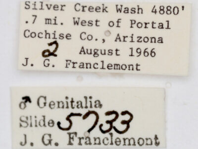 label view of adult Tarache toddi