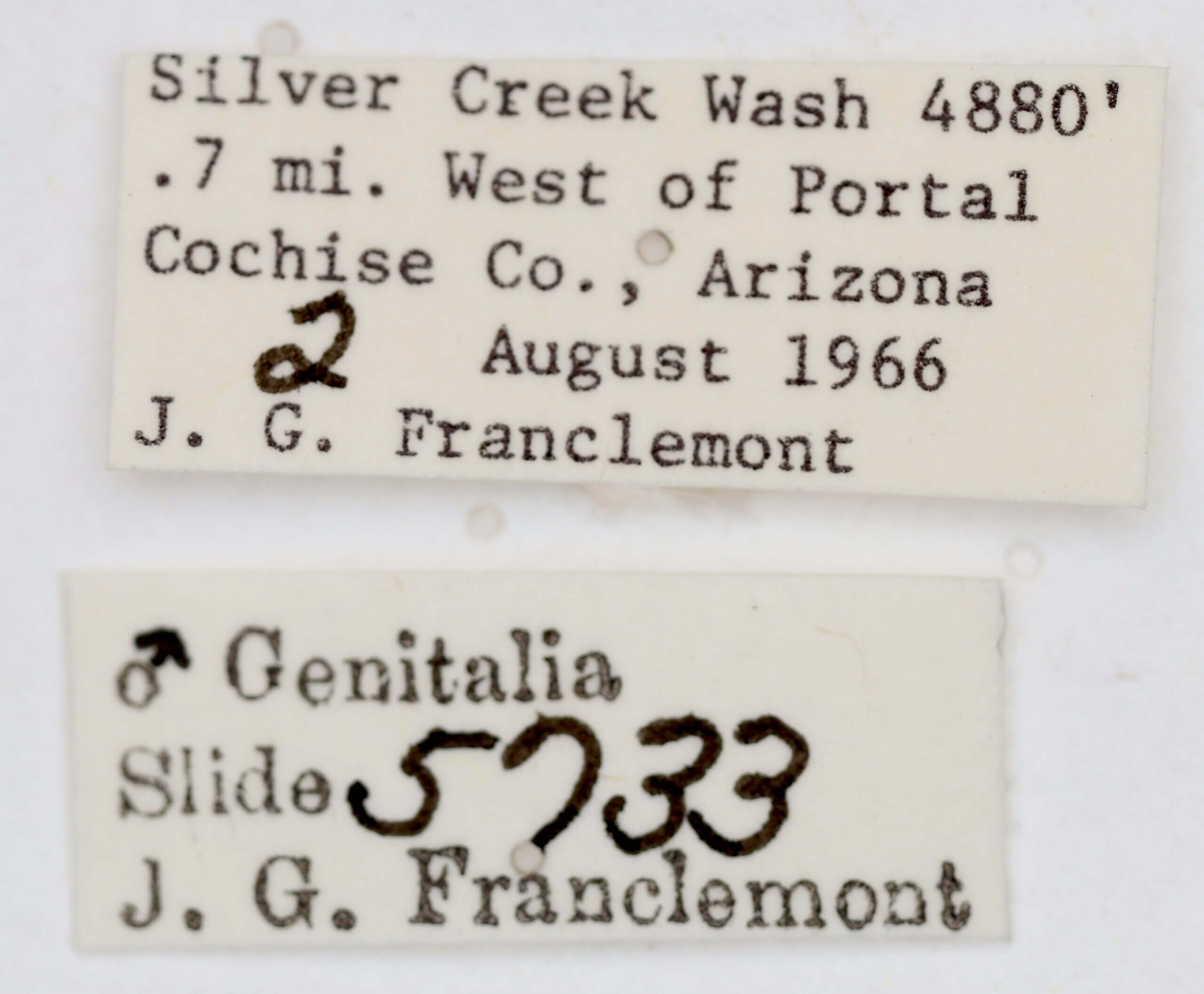 label view of adult Tarache toddi