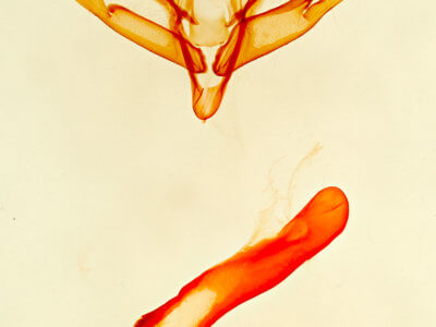 genitalia view of adult Tarache toddi