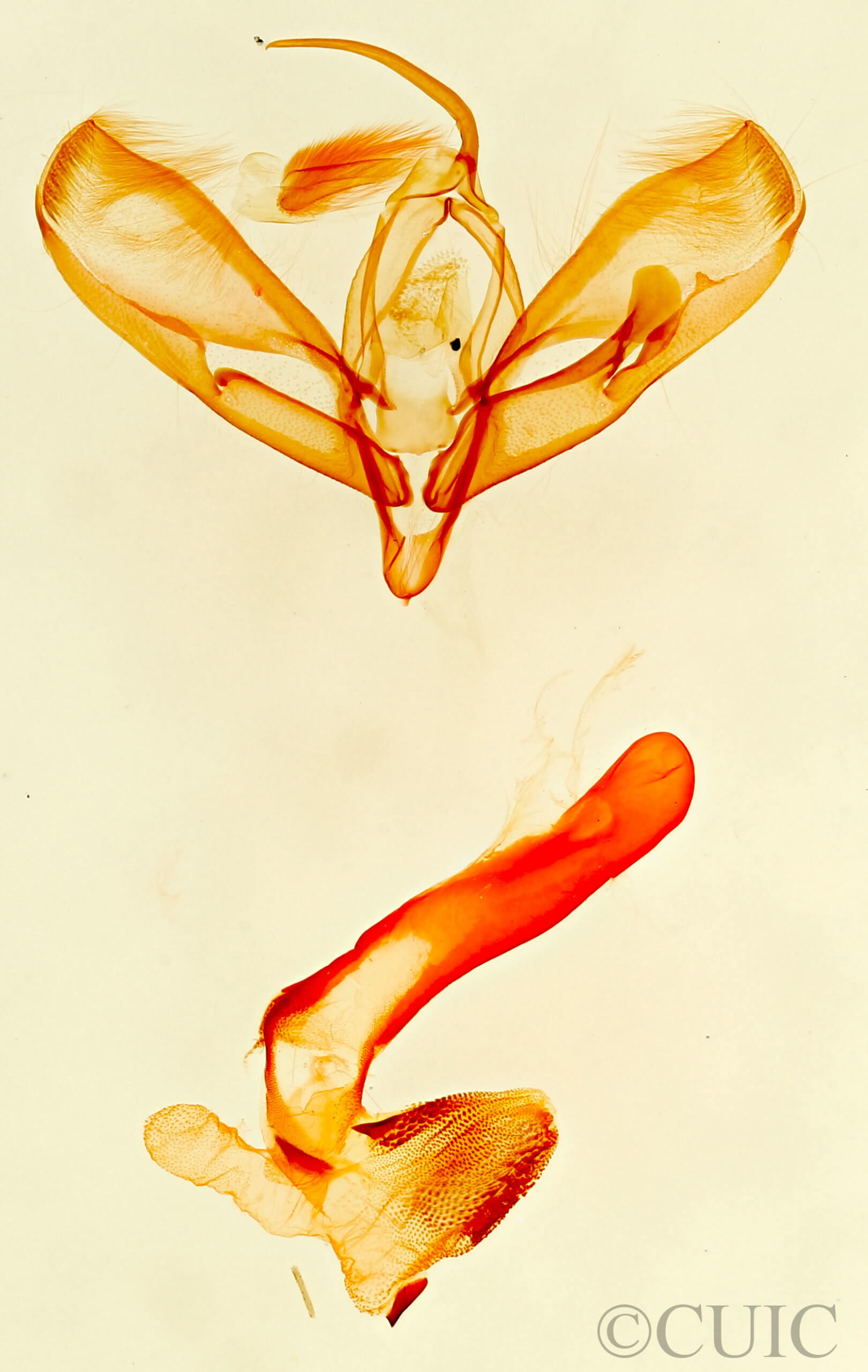 genitalia view of adult Tarache toddi