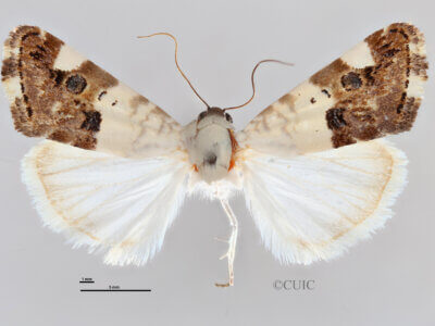 dorsal view of adult Tarache toddi