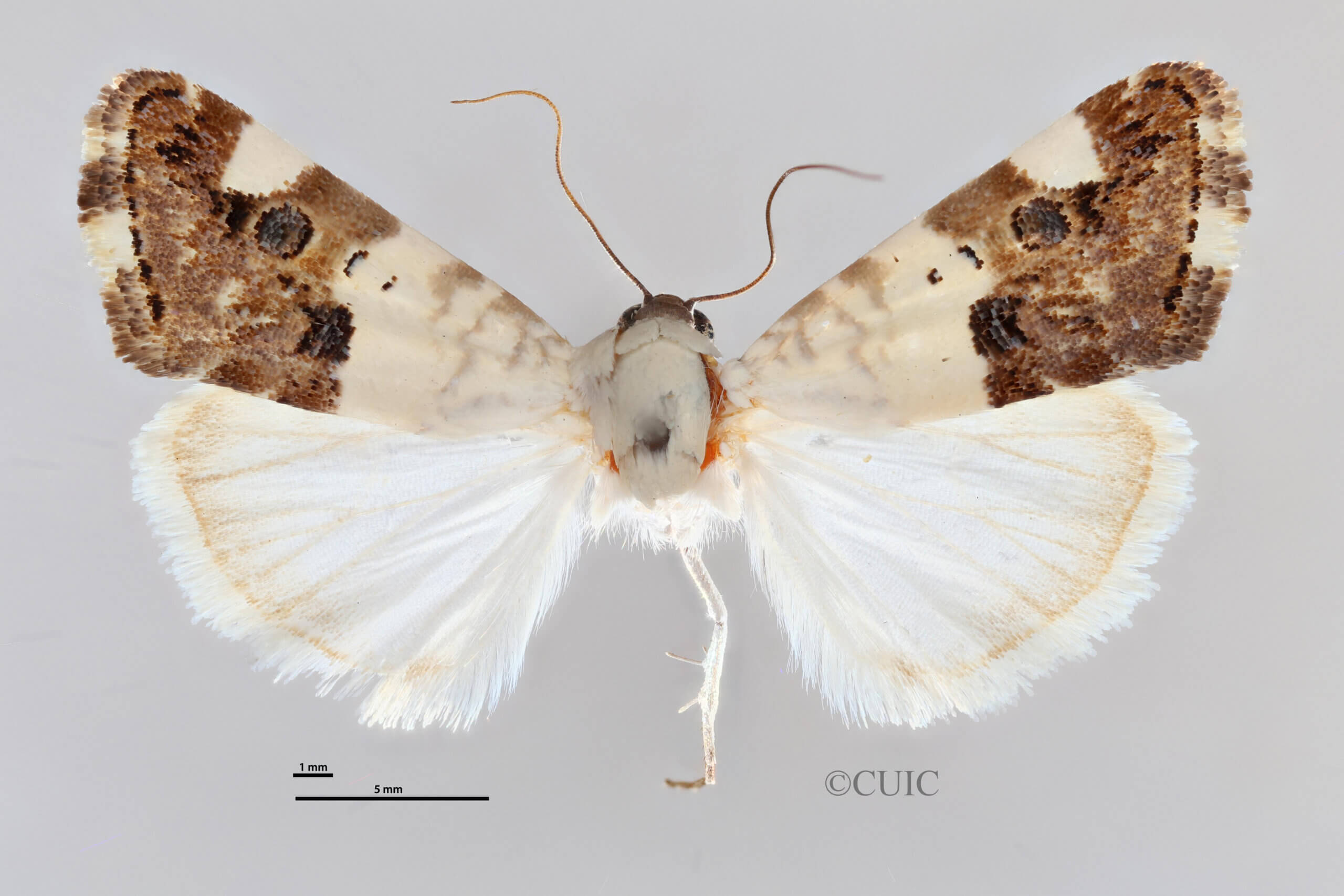dorsal view of adult Tarache toddi