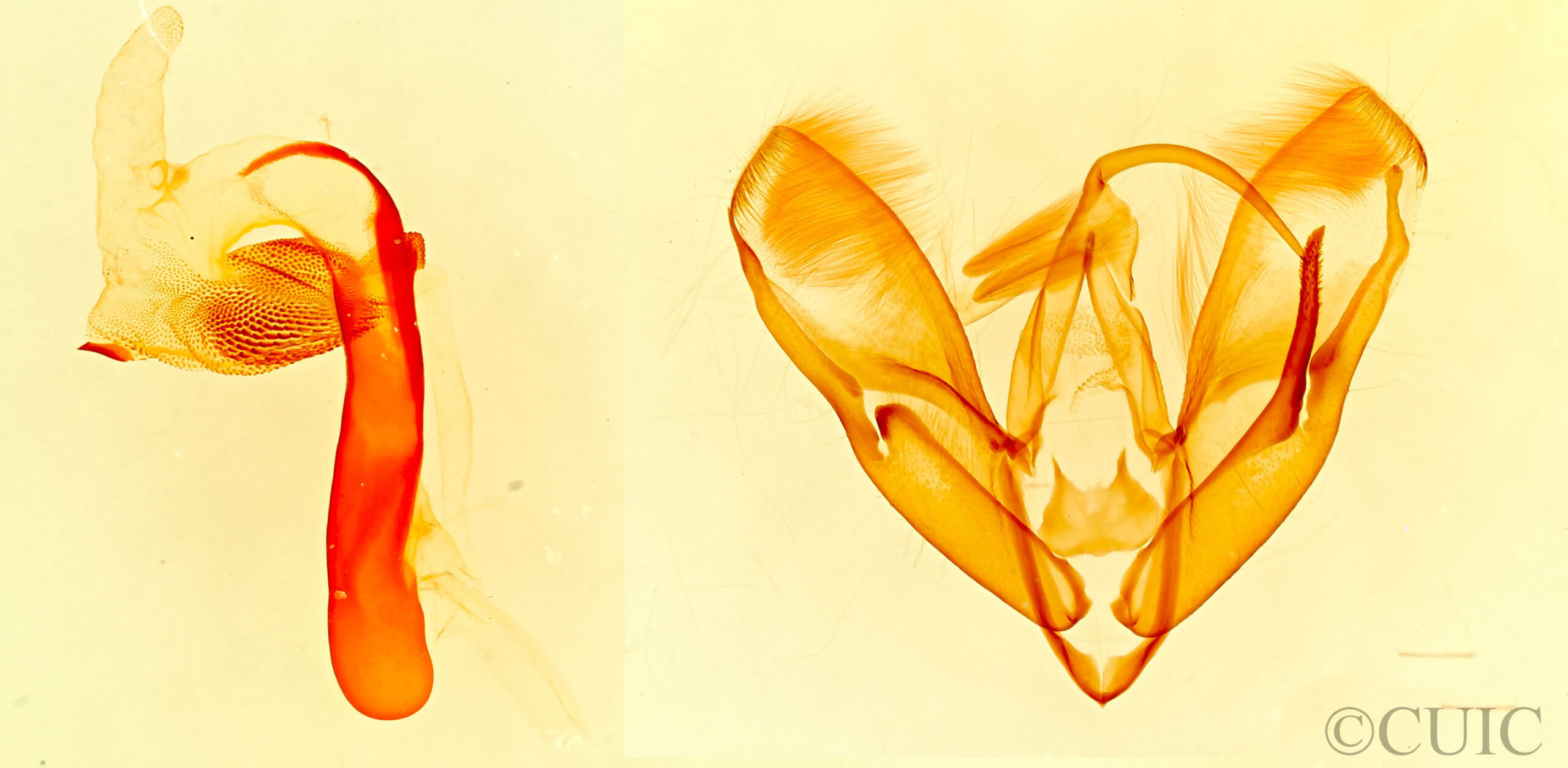 genitalia view of adult Tarache geminoculaFerris & Laf, 2009