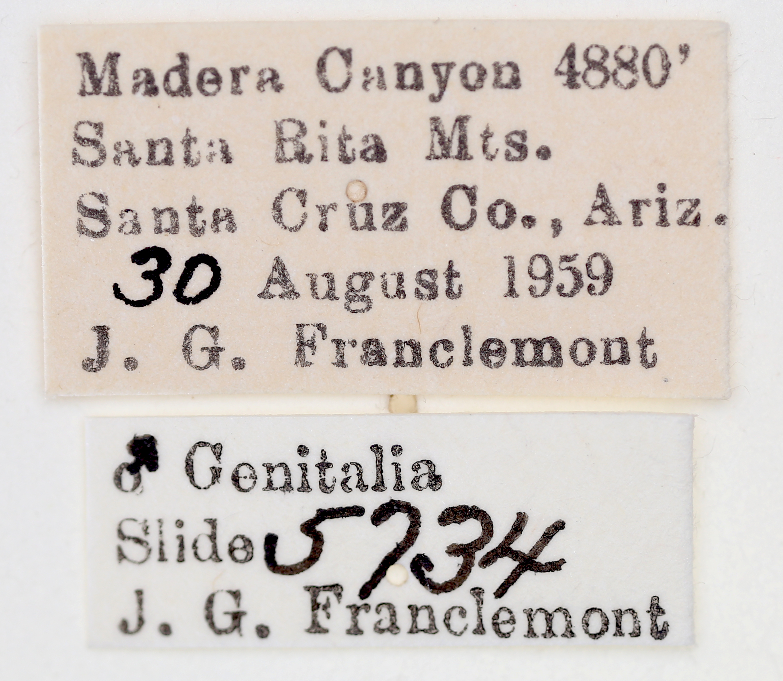 label view of adult Tarache geminoculaFerris & Laf, 2009