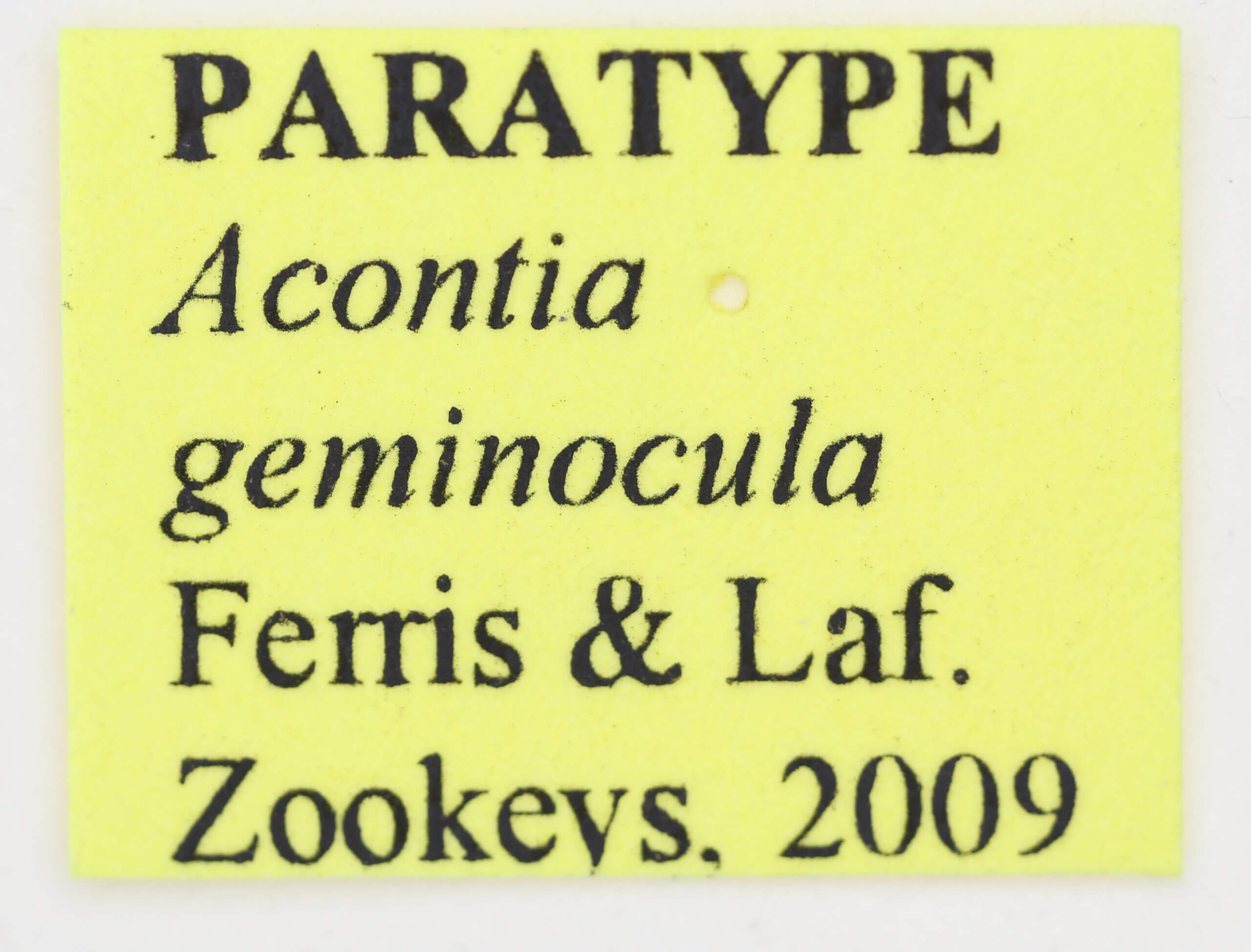 label view of adult Tarache geminoculaFerris & Laf, 2009