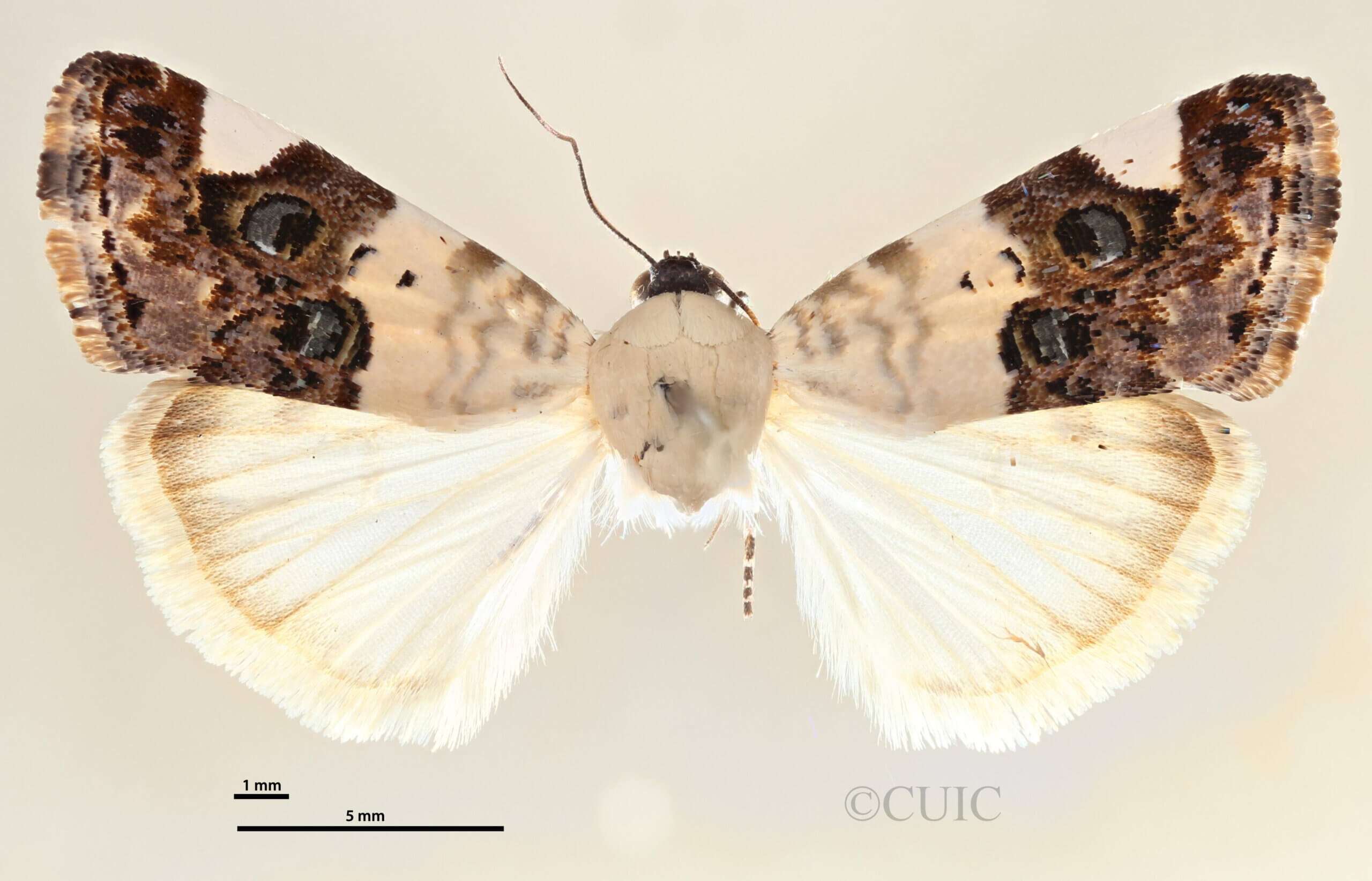 dorsal view of adult Tarache geminoculaFerris & Laf, 2009
