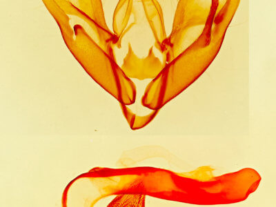 genitalia view of adult Tarache geminoculaFerris & Laf, 2009