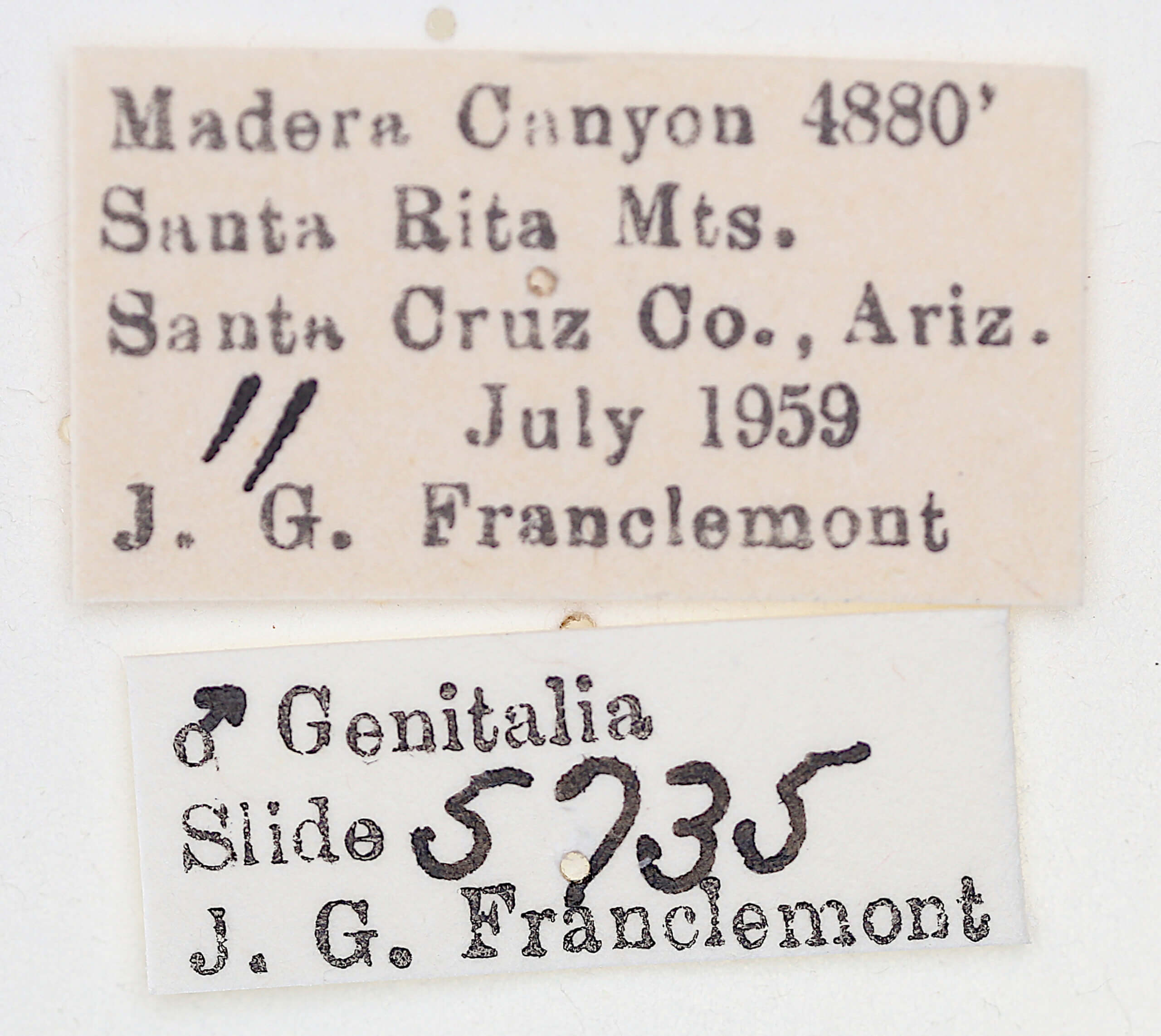 label view of adult Tarache geminoculaFerris & Laf, 2009