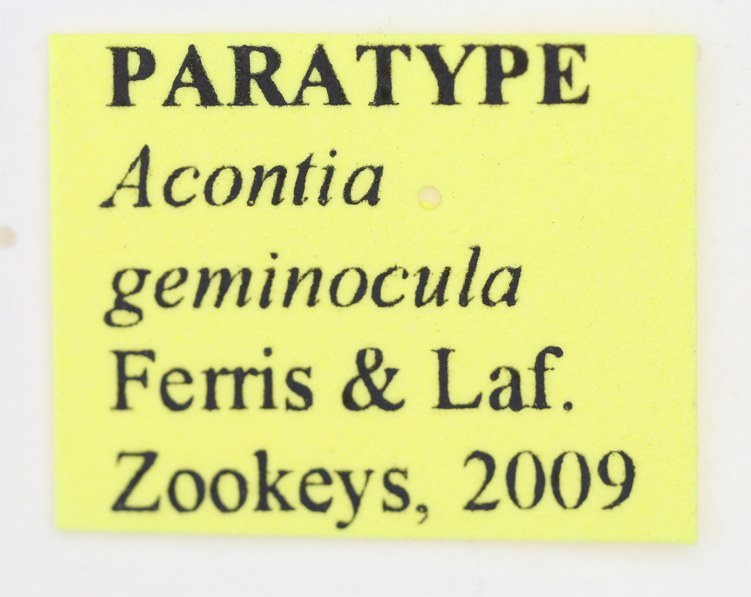 label view of adult Tarache geminoculaFerris & Laf, 2009