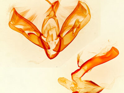 genitalia view of adult Acontia albifusa