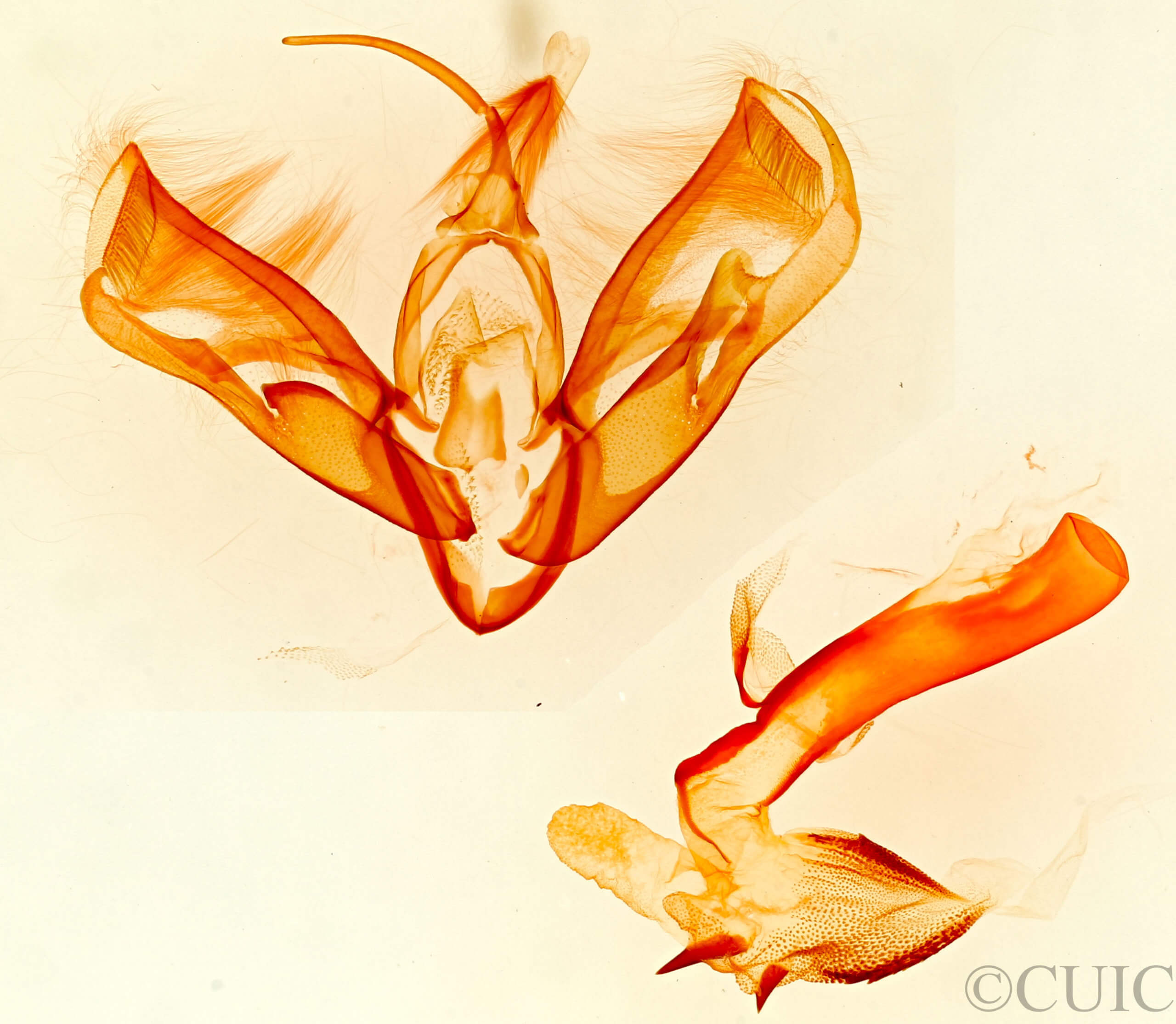 genitalia view of adult Acontia albifusa