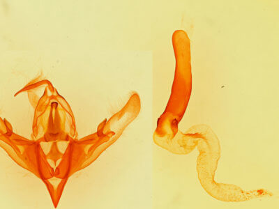 genitalia view of adult Hyperepia jugifera