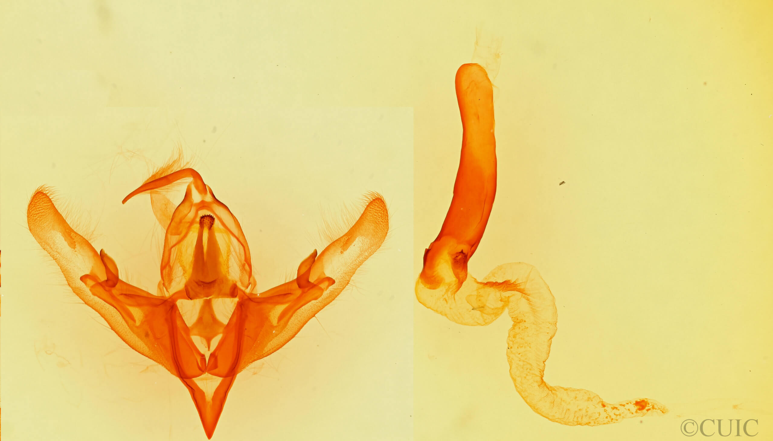 genitalia view of adult Hyperepia jugifera