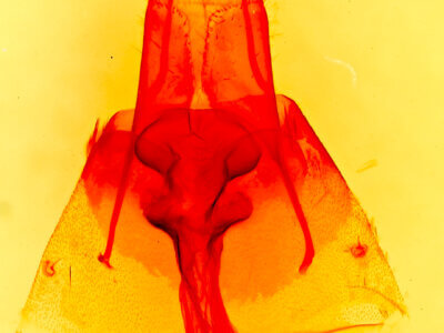genitalia view of adult Hyperepia jugifera