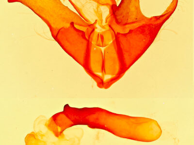 genitalia view of adult Matigramma rubrosuffusa