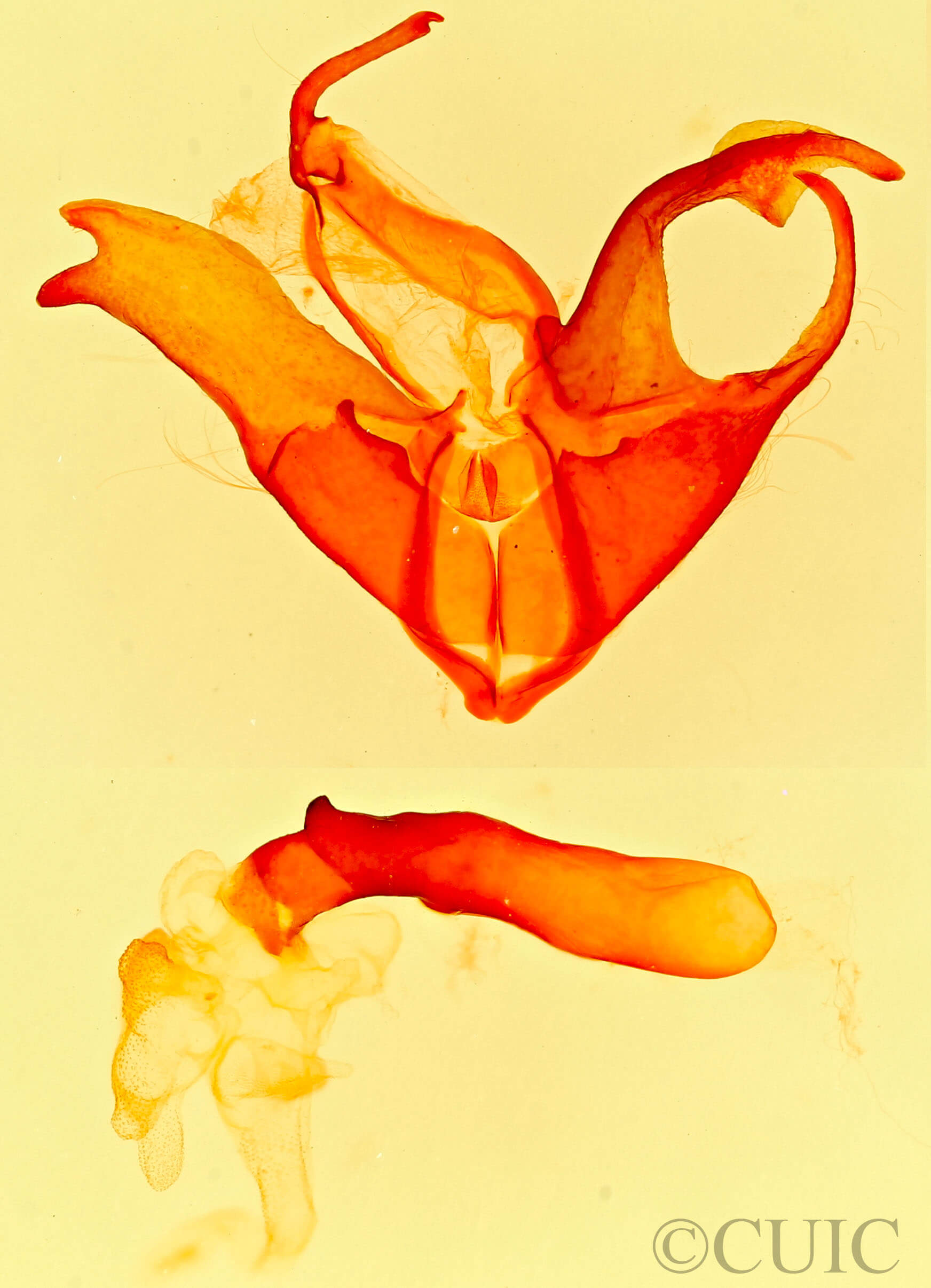 genitalia view of adult Matigramma rubrosuffusa