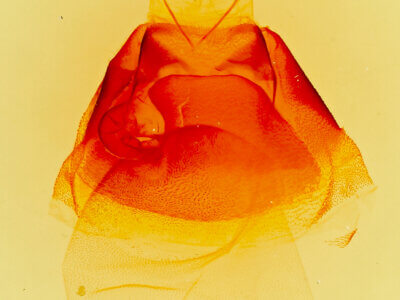 genitalia view of adult Matigramma rubrosuffusa