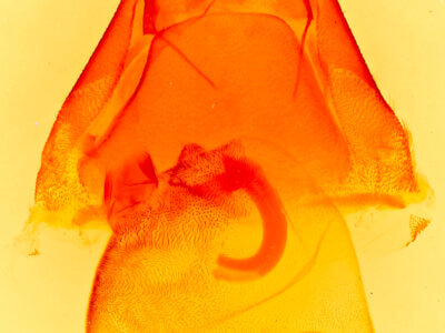 genitalia view of adult Matigramma emmilta