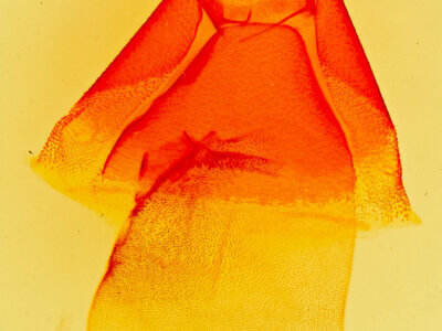 genitalia view of adult Matigramma emmilta