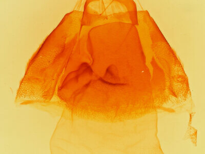 genitalia view of adult Matigramma inopinata