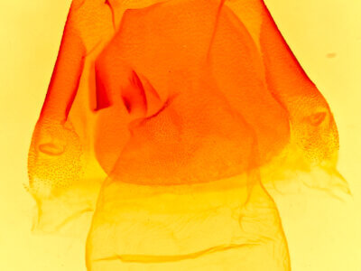 genitalia view of adult Matigramma  repentina