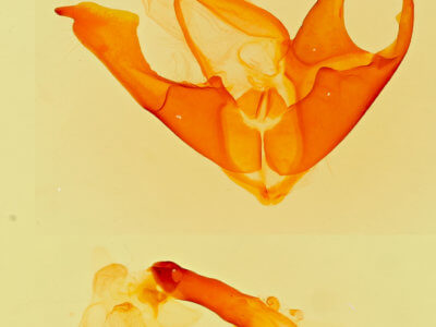 genitalia view of adult Matigramma inopinata
