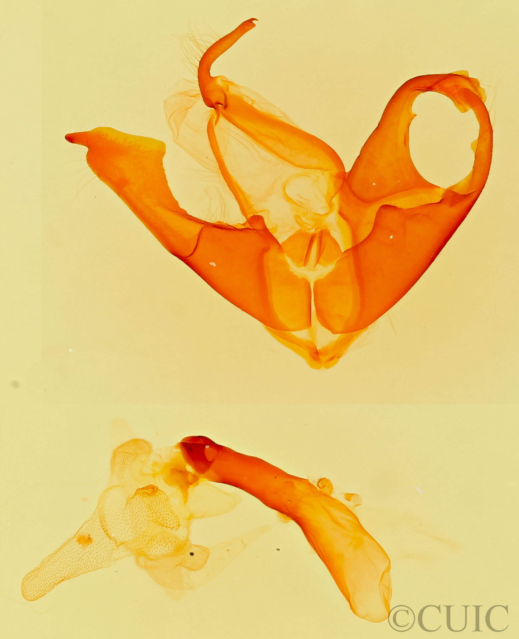 genitalia view of adult Matigramma inopinata