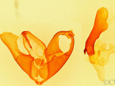 genitalia view of adult Matigramma inopinata