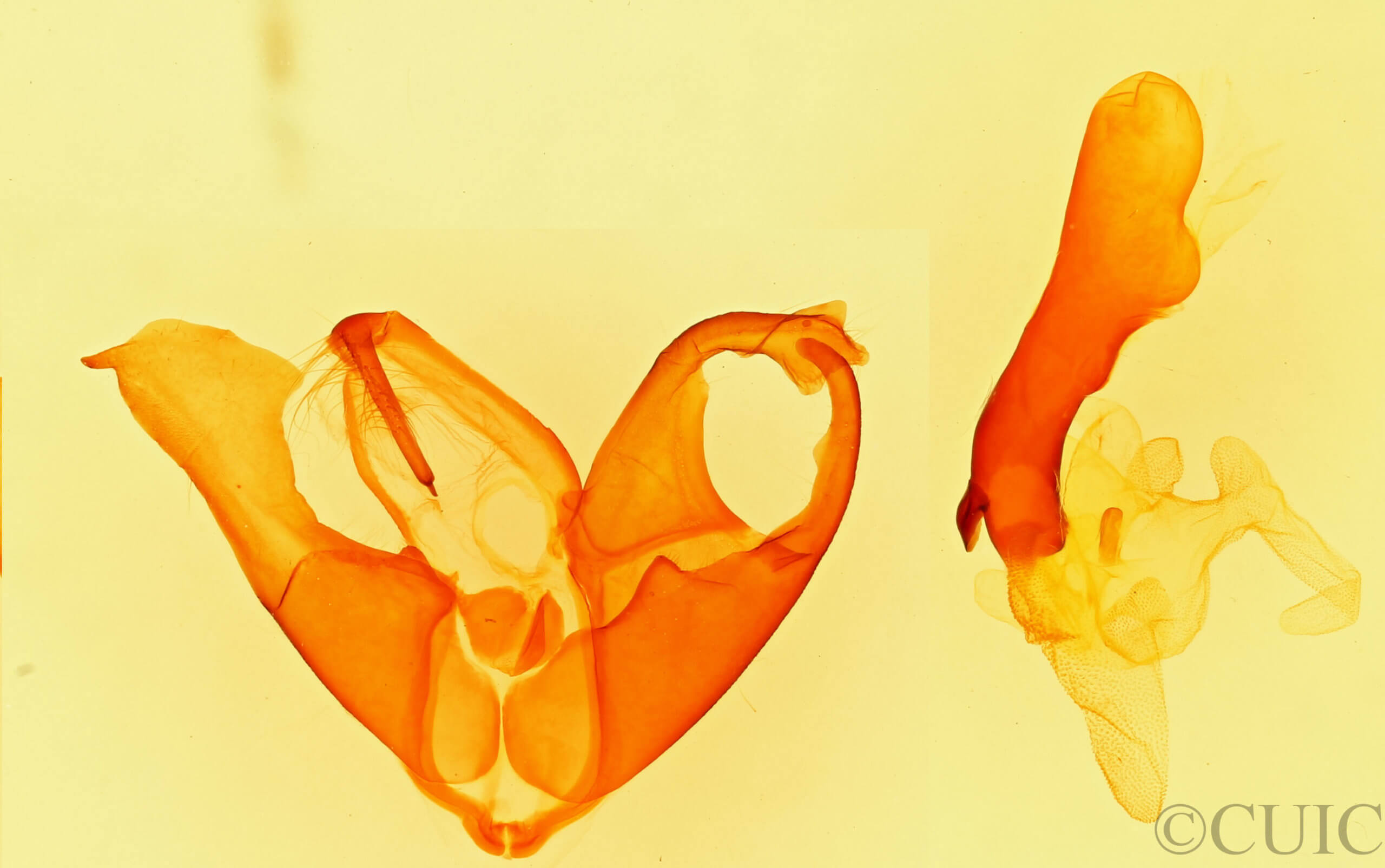 genitalia view of adult Matigramma inopinata