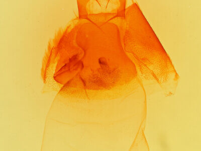 genitalia view of adult Matigramma inopinata