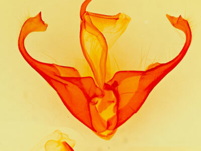 genitalia view of adult Zale chisosensis