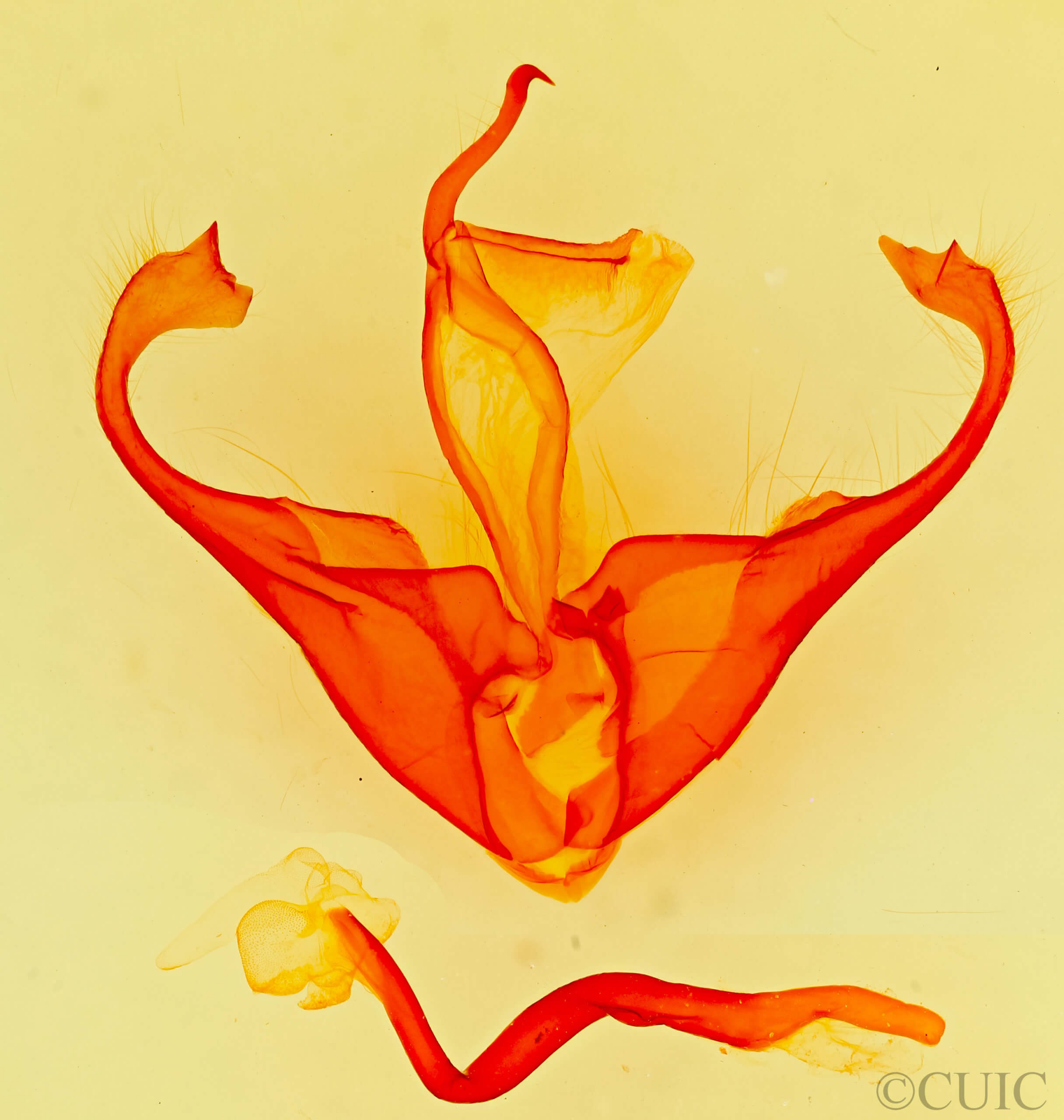genitalia view of adult Zale chisosensis