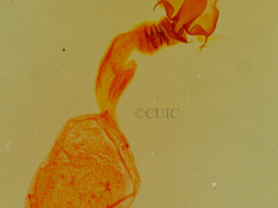 genitalia view of adult Marimatha aurifera