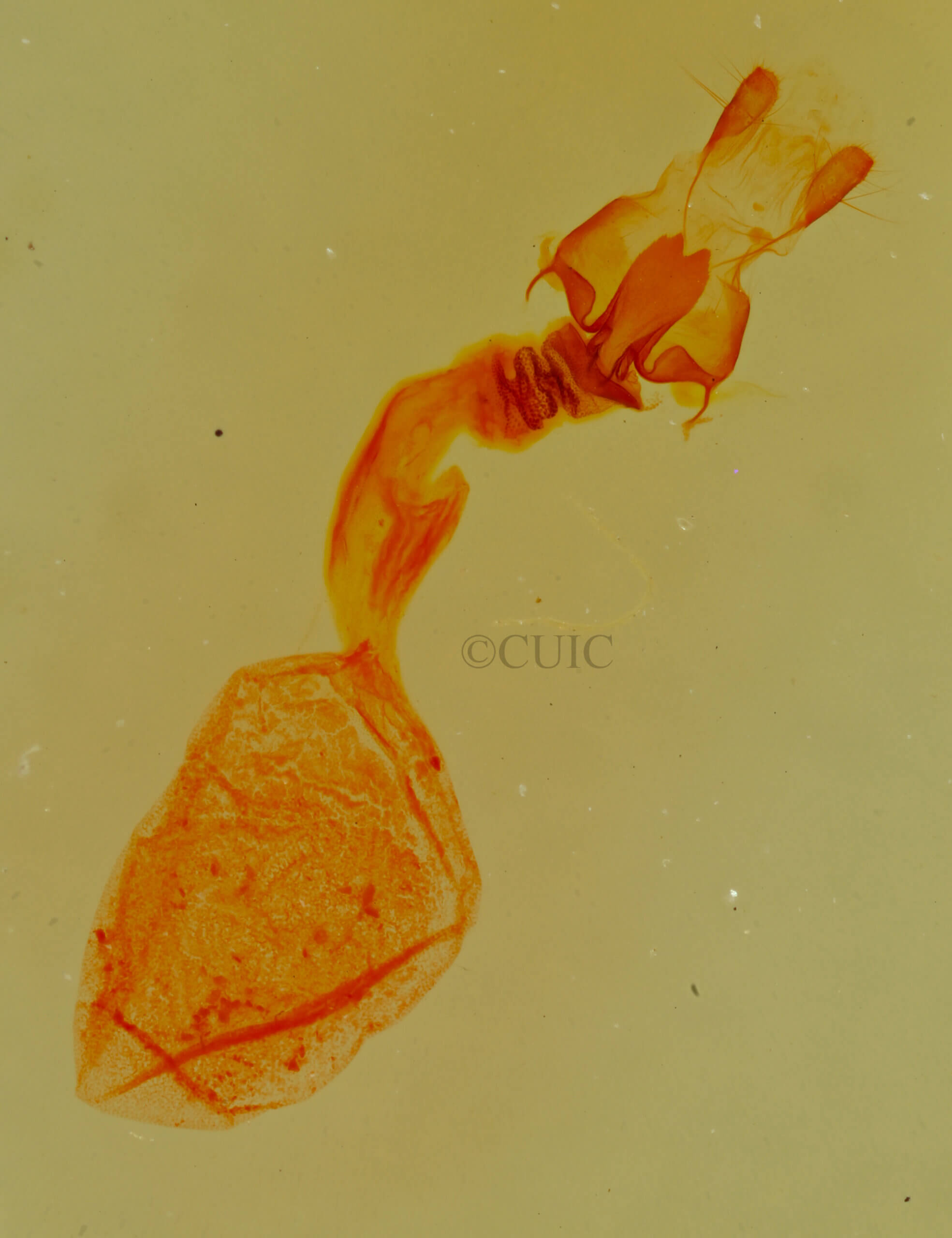 genitalia view of adult Marimatha aurifera