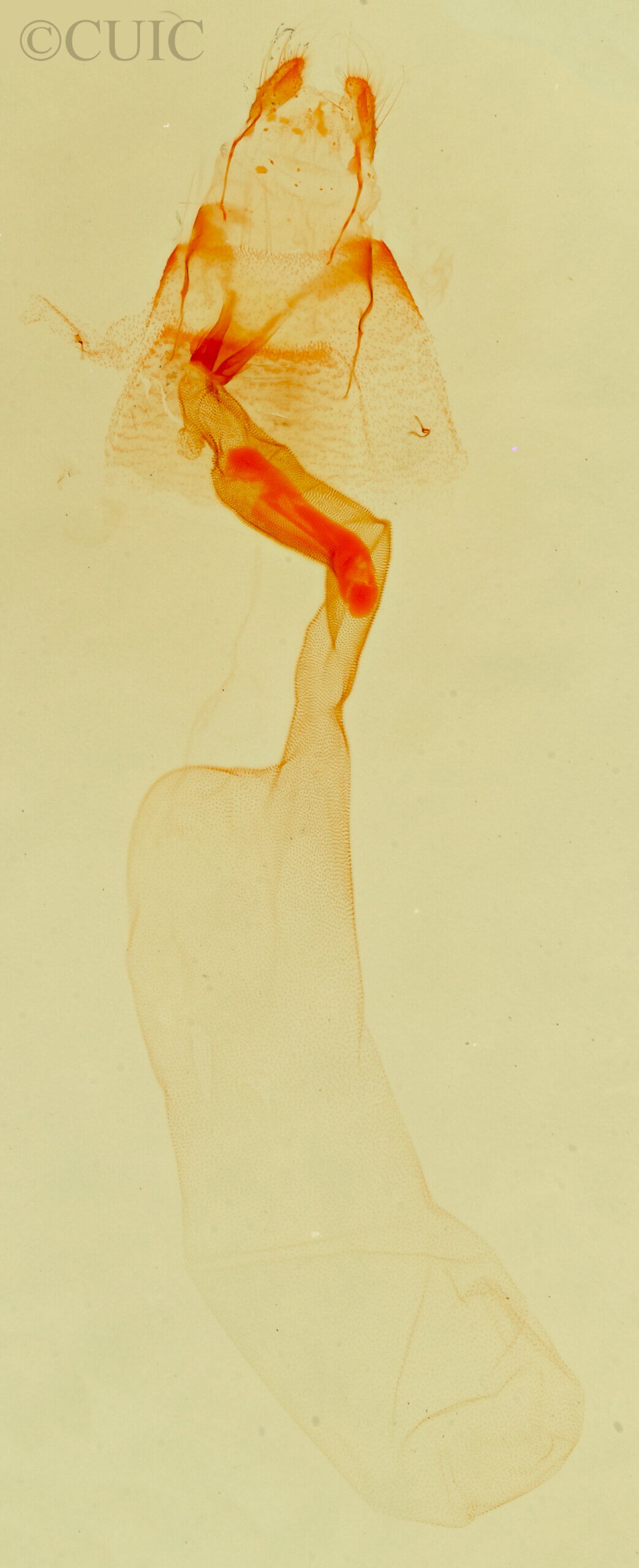 genitalia view of adult Lithacodia