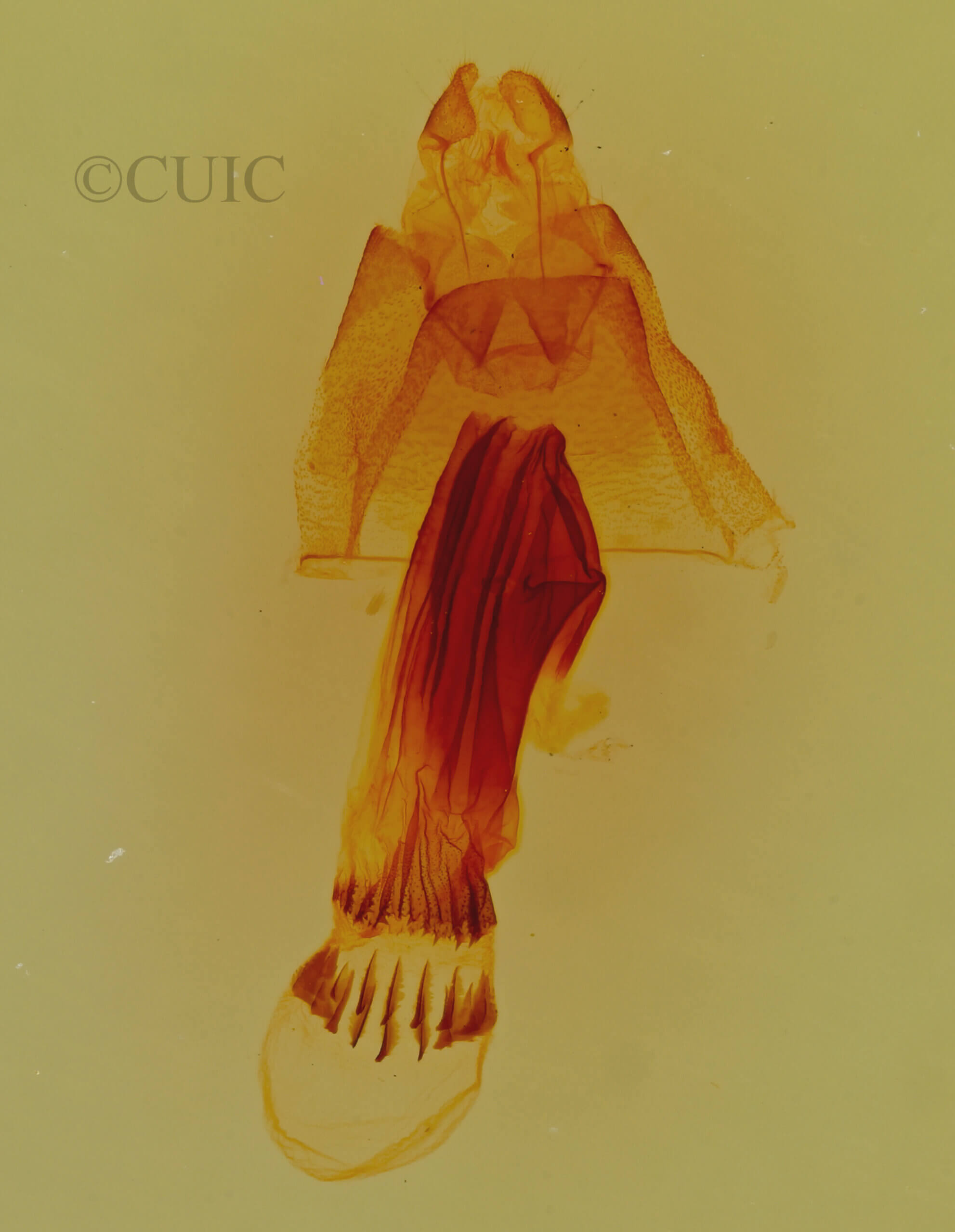 genitalia view of adult Bleptina caradrinalis