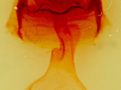 genitalia view of adult Amphipoea americana