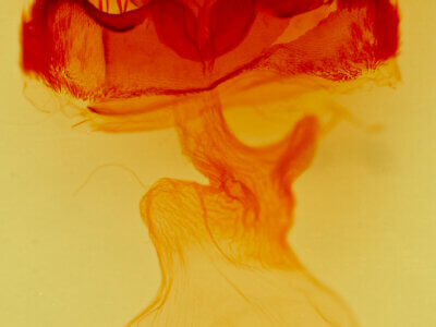 genitalia view of adult Amphipoea interoceanica