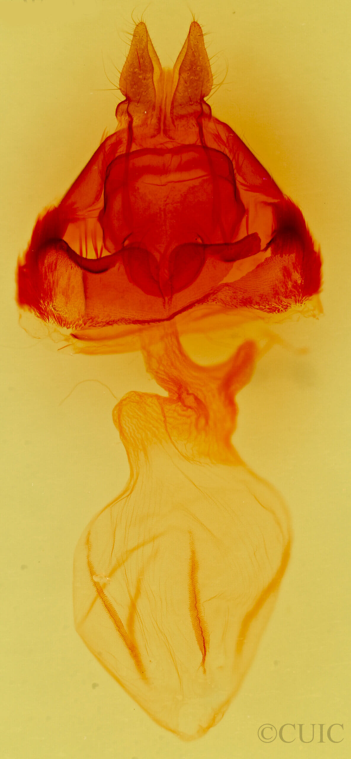 genitalia view of adult Amphipoea interoceanica