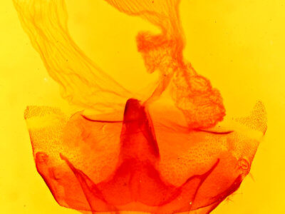 genitalia view of adult Abagrotis scopeops