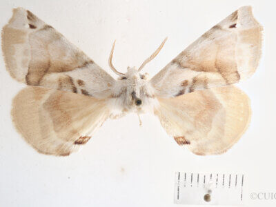 dorsal view of adult Apatelodes pudefacta