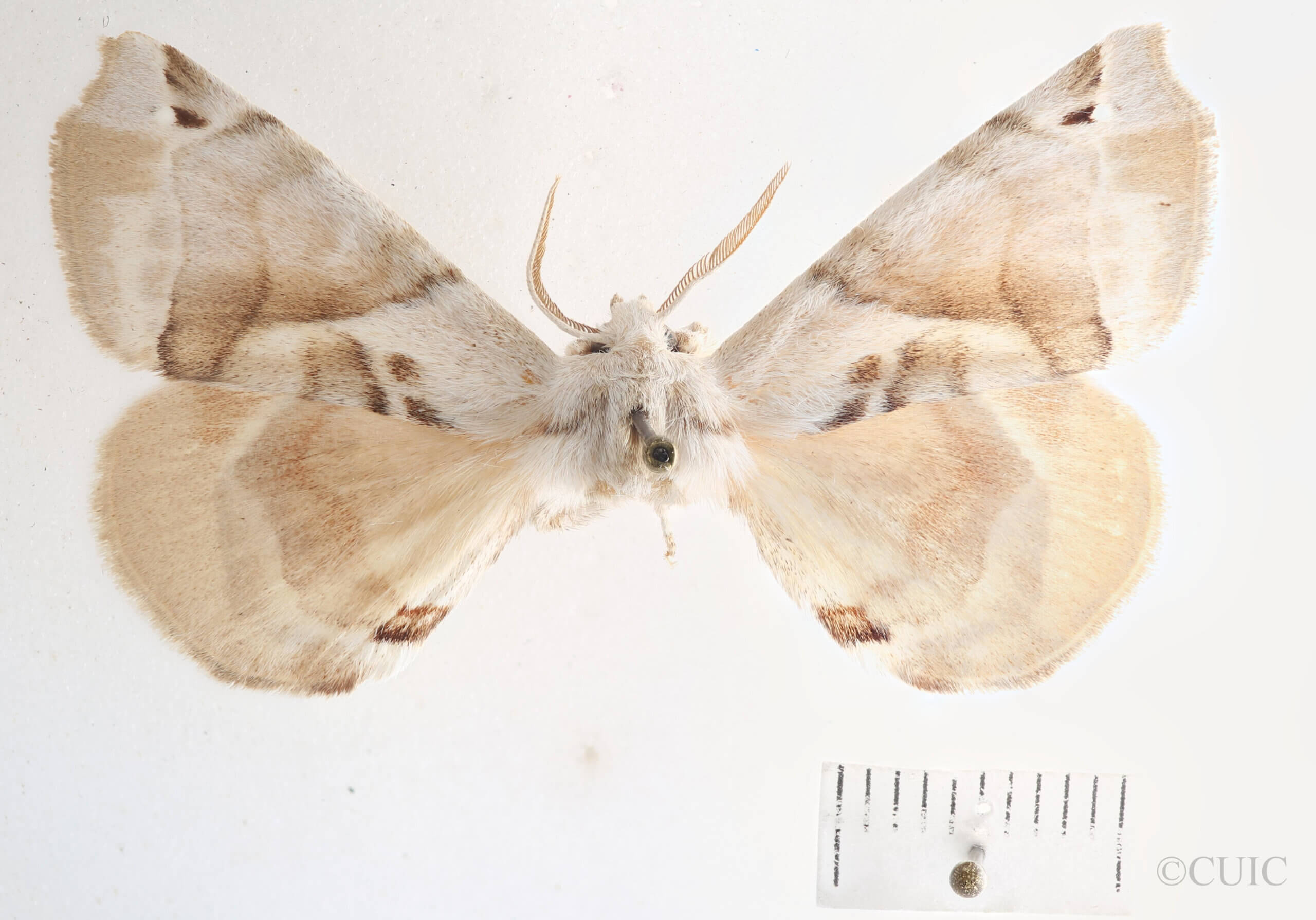 dorsal view of adult Apatelodes pudefacta