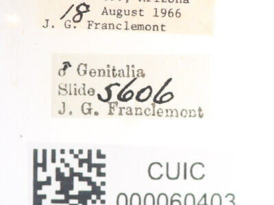 label view of Apatelodes pudefacta