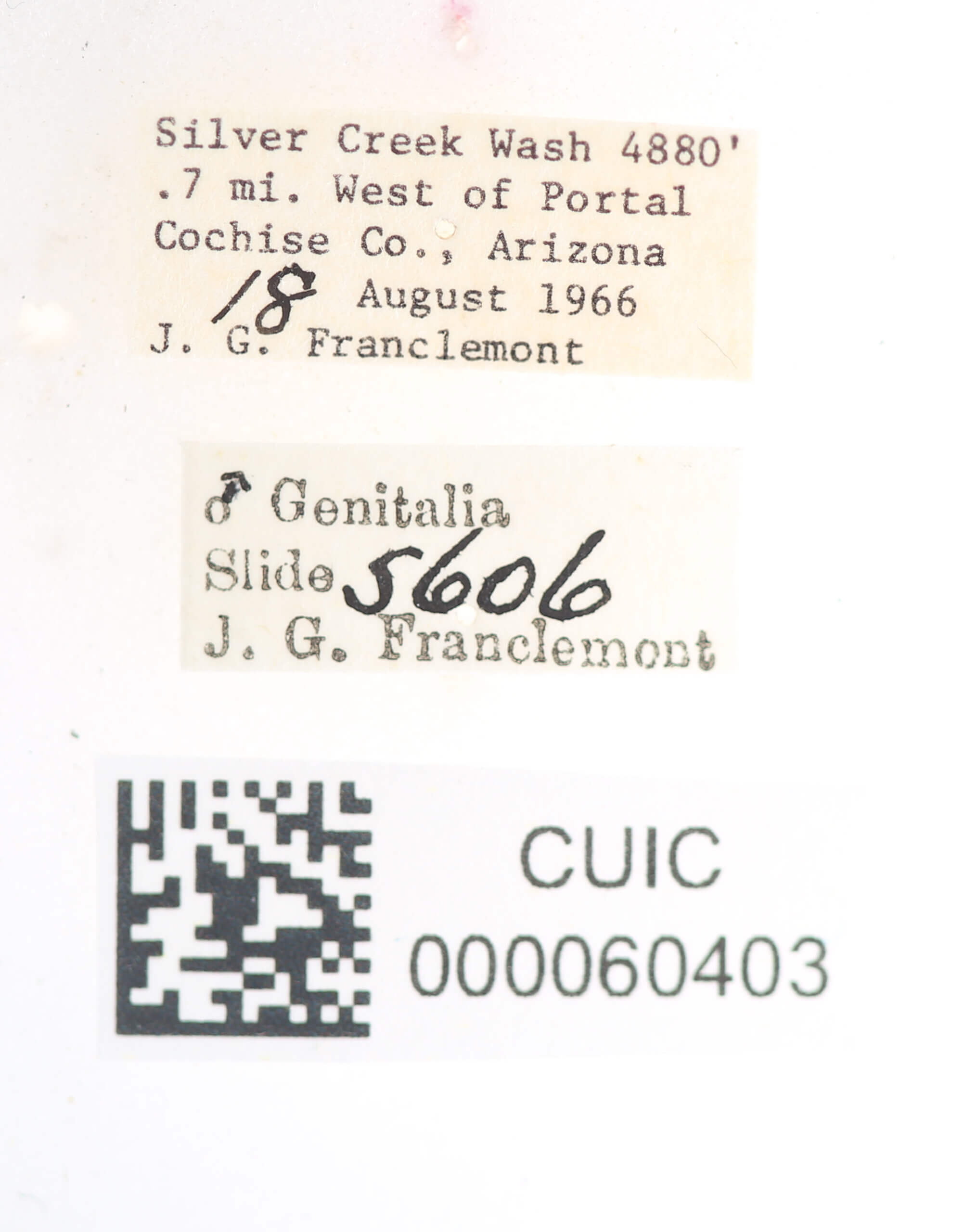 label view of Apatelodes pudefacta