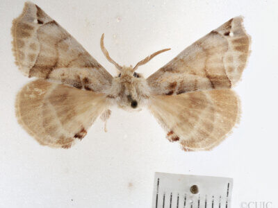 dorsal view of adult Apatelodes pudefacta