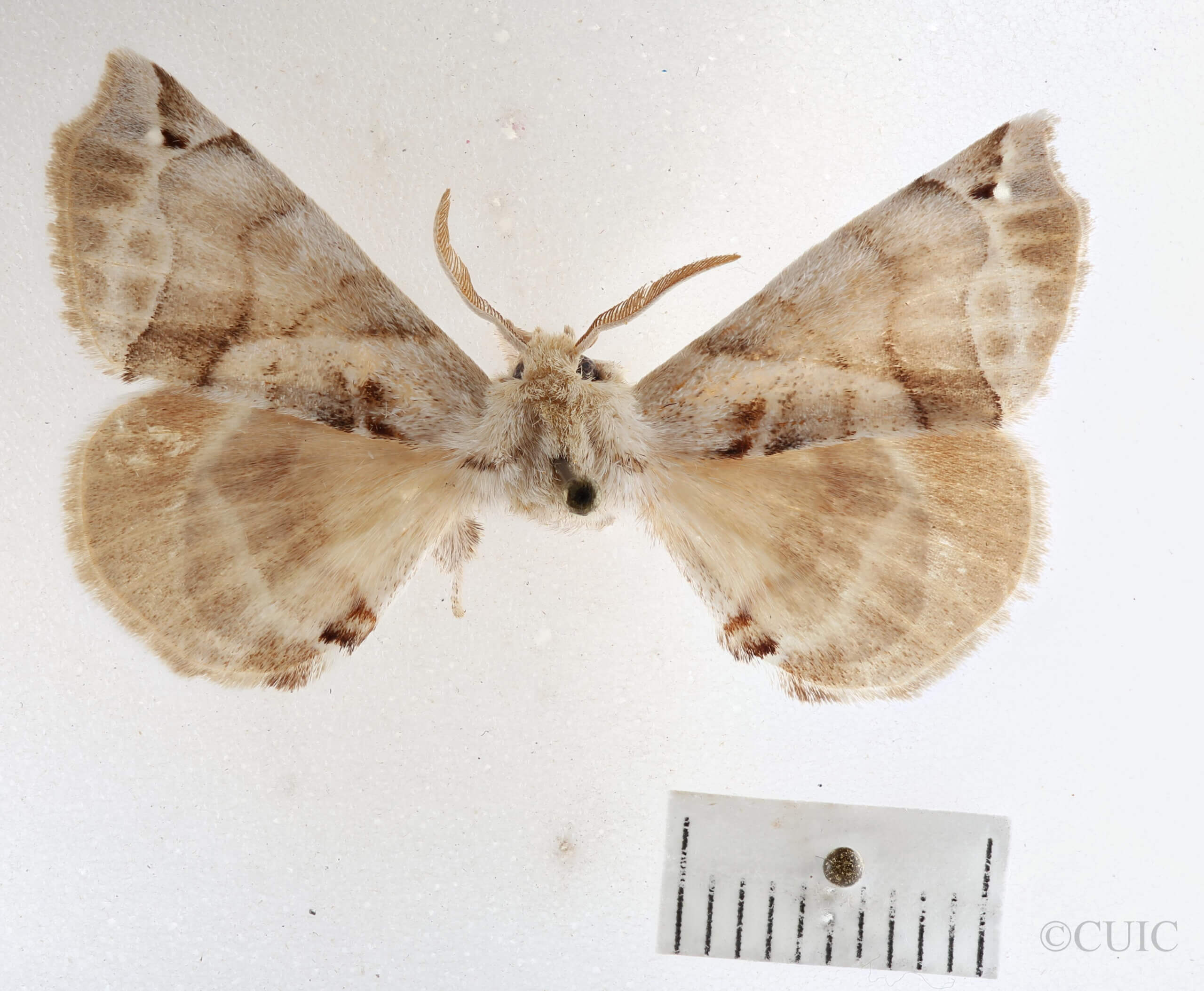 dorsal view of adult Apatelodes pudefacta