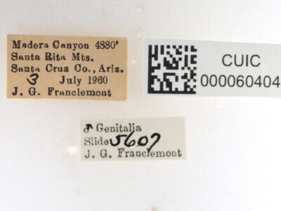 label view of Apatelodes pudefacta