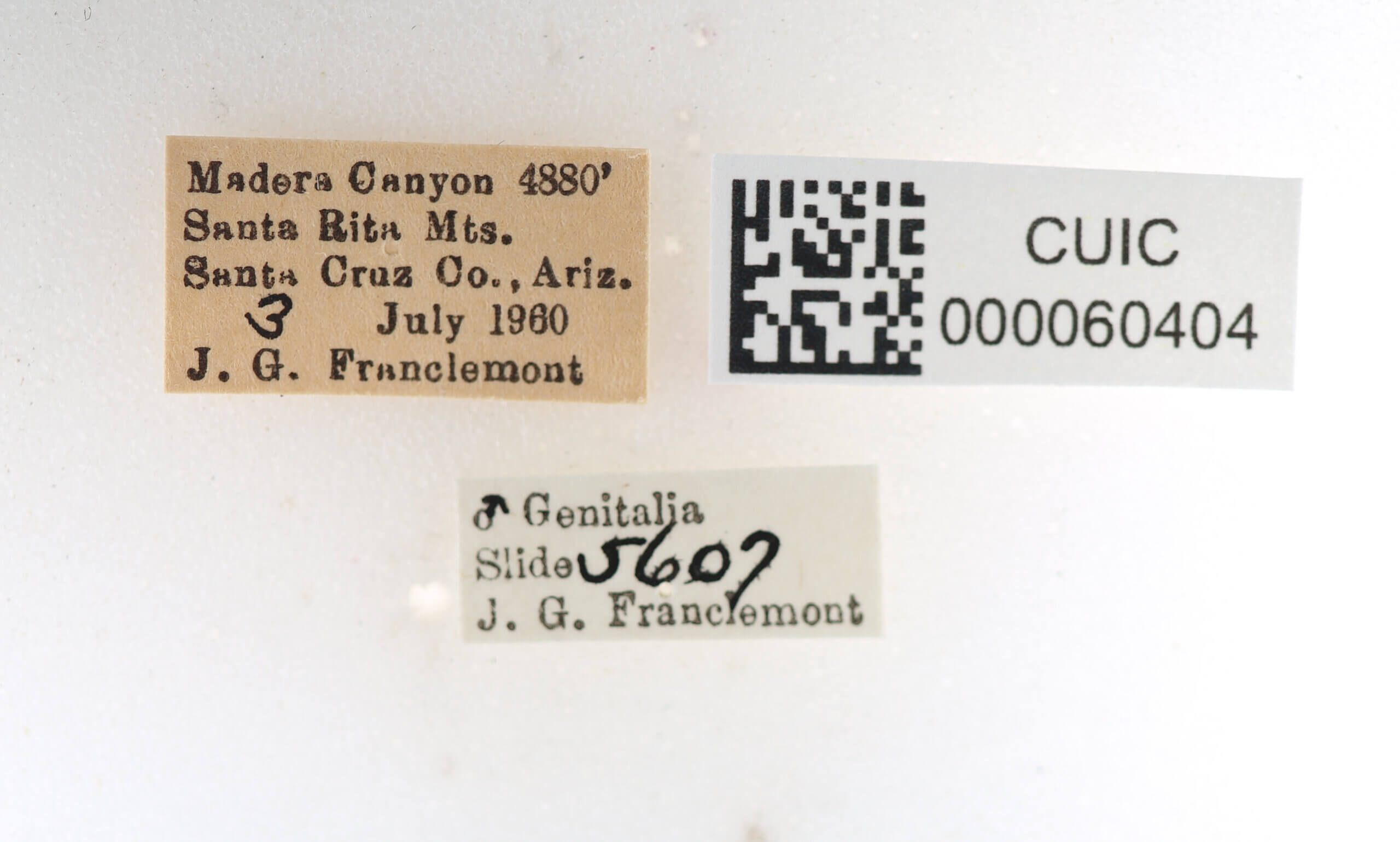 label view of Apatelodes pudefacta